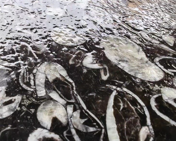 China Sea Shell Black
